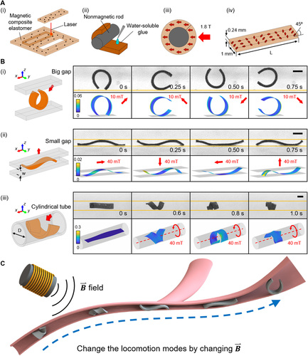 Soft-bodied adaptive multimodal locomotion strategies in fluid-filled confined spaces